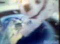 Dalmation And Friends- Huge Dog Code