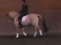 Dressage Fjord schooling 1st Level