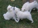 American Eskimo puppies