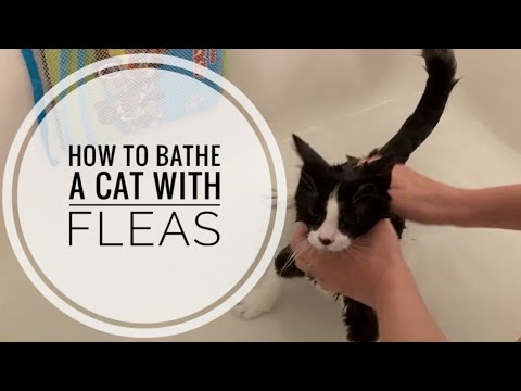 How to Bathe a Cat with Fleas