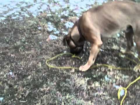 bullmastiff