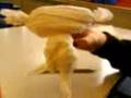 videos de Loool The Tissue Doll