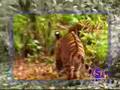 Foto v�deo