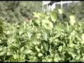 Zielona Góra- ciekawy film o historii miasta Zielona Góra- ciekawy film o historii miasta