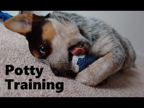 how to train blue heelers