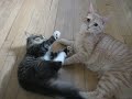 Milo and Minou play-fight