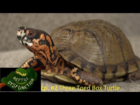 YouTube reptile video