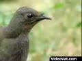Amazing bird mimicks many sounds