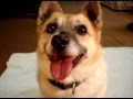 Daisy's Pedigree Smile