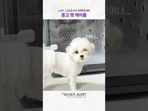 드라이룸 싫다던 강아지, 이제는 들어가겠다 난리?!