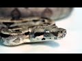 My Snake Collection My Snake Collection