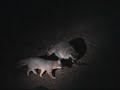 Night Feeders - Foxes & Raccoon