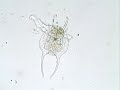 Rotifer, Brachionus falcatus.wmv