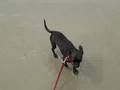 videos de Gizzy and Kira at the beach =)