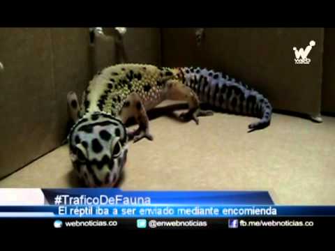 réptil - Este réptil originario del Medio Oriente que estaba siendo enviado mediante modalidad de encomienda fue incautado por unidades de la Policía Ambiental de Cal...