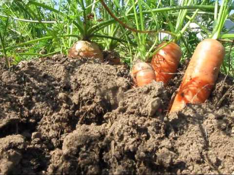 how to harvest carrots