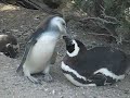Pinguoin de Magellan Pinguoin de Magellan