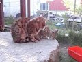 Green-laser-enticement-of-kittens-into-the-wheel.
