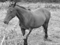 hirondelle et moi