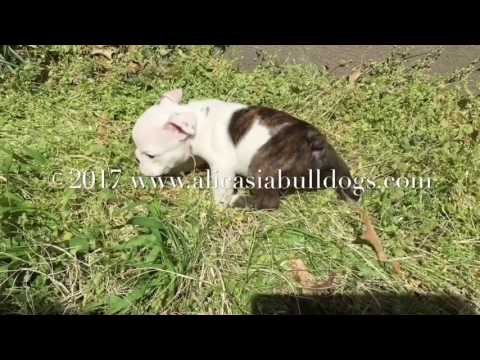Cosmo - Red Brindle and White male