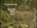 deer hunting  whitetail deer scents