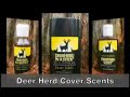 deer hunting  whitetail deer scents