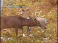 Deer Hunting- VS-1 WhiteTail Deer Scents