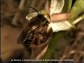 Ophrys pollination