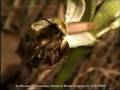 Ophrys pollination