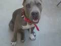 Pitbull blue lolita 3 (aquiles, lola, bruno)