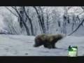 Bear vs Tiger