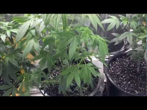 how to grow ultra cool hybrid watermelon