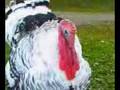 turkeys