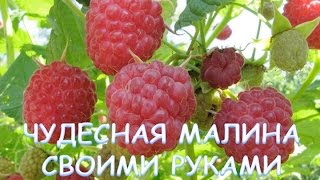Как посадить малину без ошибок Как посадить малину без ошибок