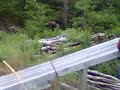 Newfoundland Moose in yard