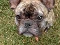 Molly in training