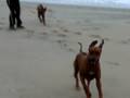 videos de Ryder and Indy at the beach