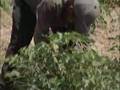 Genetic Engineering in California Agriculture