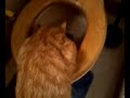 toilet cat toilet cat