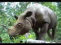 Bina, a 22-year-old female, is one of the last Sumatran rhinos to be captured and relocated within Indonesia. Bina was born in southern Sumatra's Bengkulu province, which was formerly home to a significant population of Sumatran rhinoceros. But, by the 1980s, the construction of several villages, large oil palm plantations, and a logging concession had left the province with little habitat for rhinos. Bina and the few other rhinos still living in the area were essentially stranded, with no chance for survival in the wild, and so they were rescued in 1991. Soon after the Sumatran Rhino Sanctuary was constructed in 1997, all the Sumatran rhinos remaining in captivity in Indonesia, including Bina, were transferred there. Bina has adapted happily to life at the SRS. She spends her days browsing in her 25-acre  forest enclosure, feeding on the dense vegetation and wallowing in the mud.