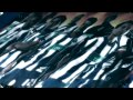 FC PORTO - CAMPEÃO NA LUZ