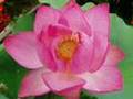 Angels of Peace 2-  Amathy /Relaxation - Vangelis/Jarre