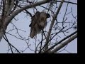 Raptors Courting Raptors Courting