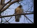 Raptors Courting