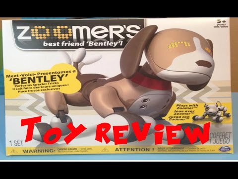 how to train zoomer bentley