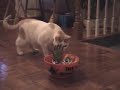 funny and cute cats Halloween treat (or trick)