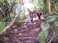 Saarloos Wolfhond