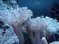 videos de Pulsing Xenia