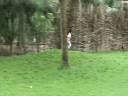 KEVIN PALYIN IN VALAYR MOTELS.wmv