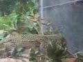 Bluetail vs. Rat